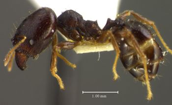 Media type: image;   Entomology 34401 Aspect: habitus lateral view